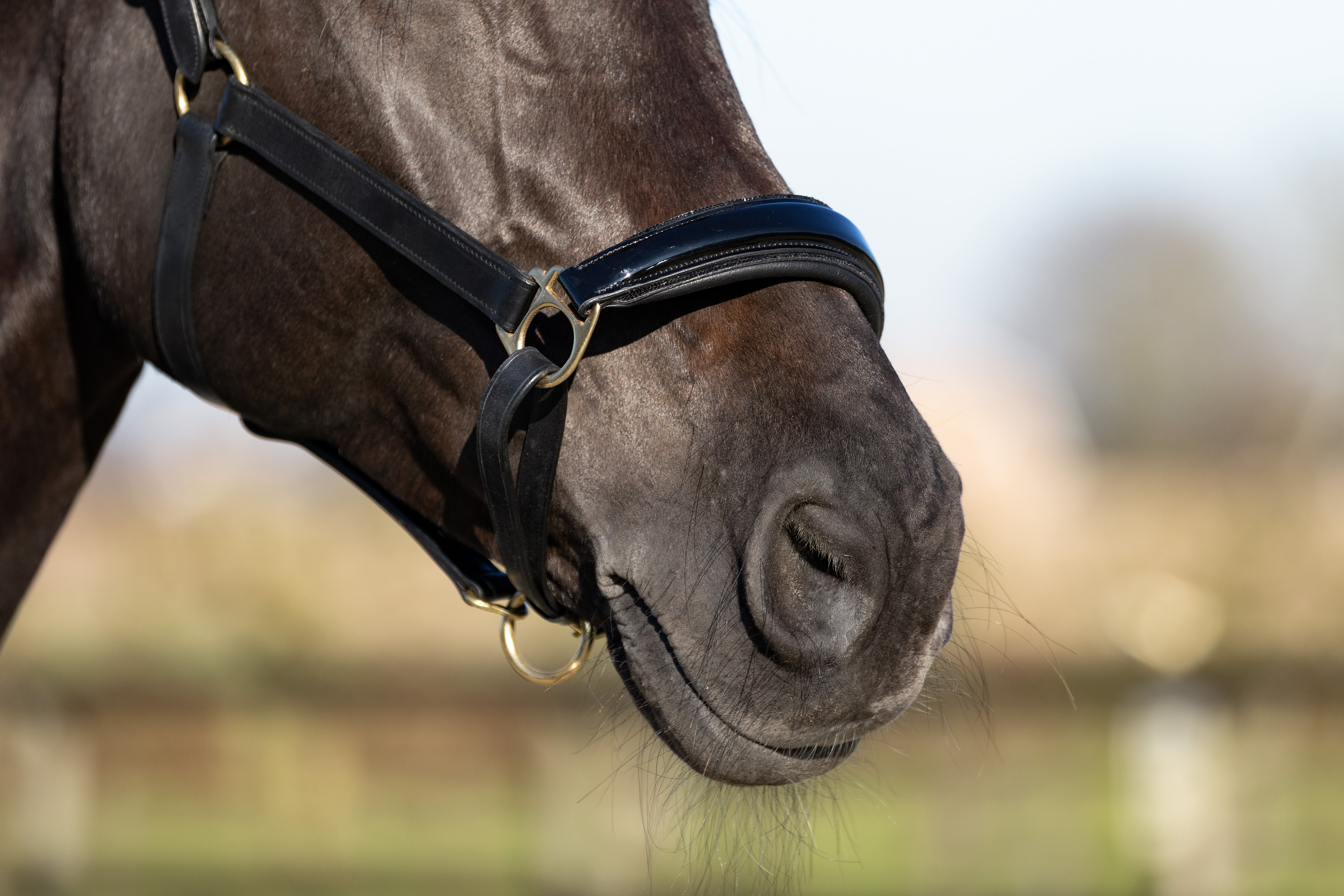 zwart halster met glitter