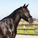 zwart halster met glitter
