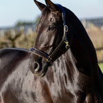 bruin glitter halster