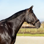 bruin glitter halster