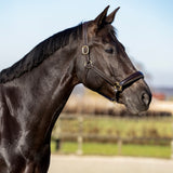 bruin glitter halster