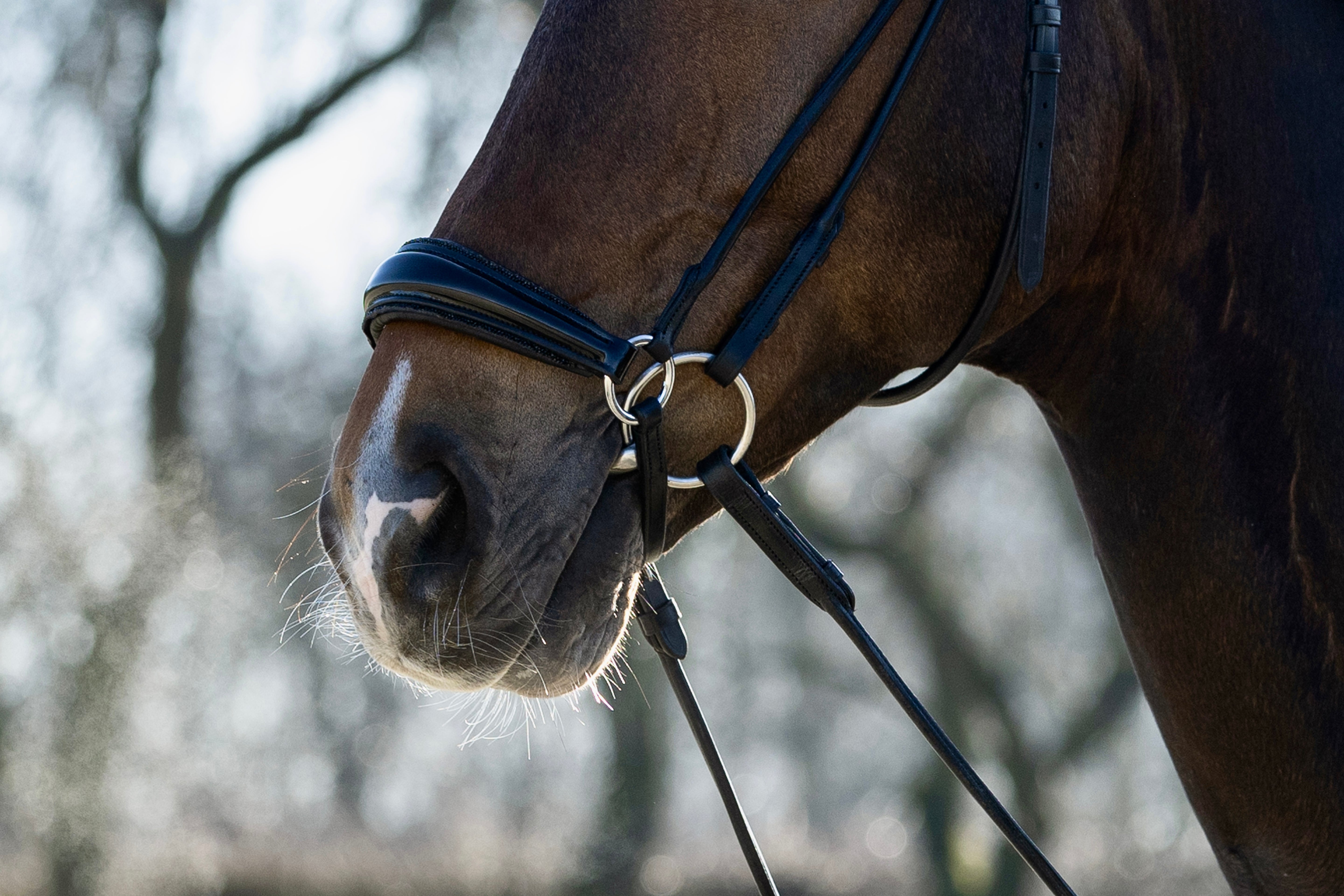 hoofdstel lage neusriem glitter