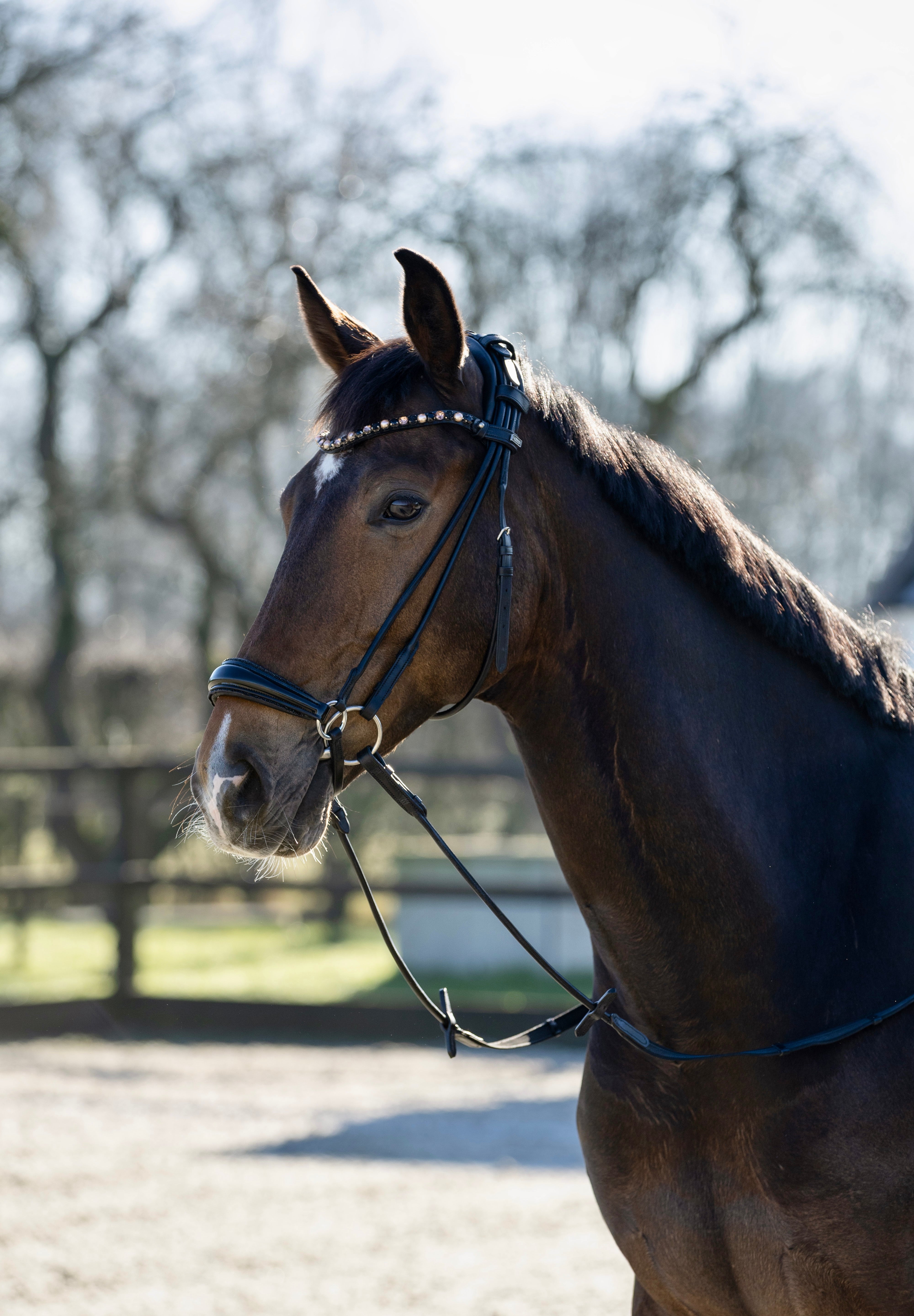 hoofdstel lage neusriem glitter