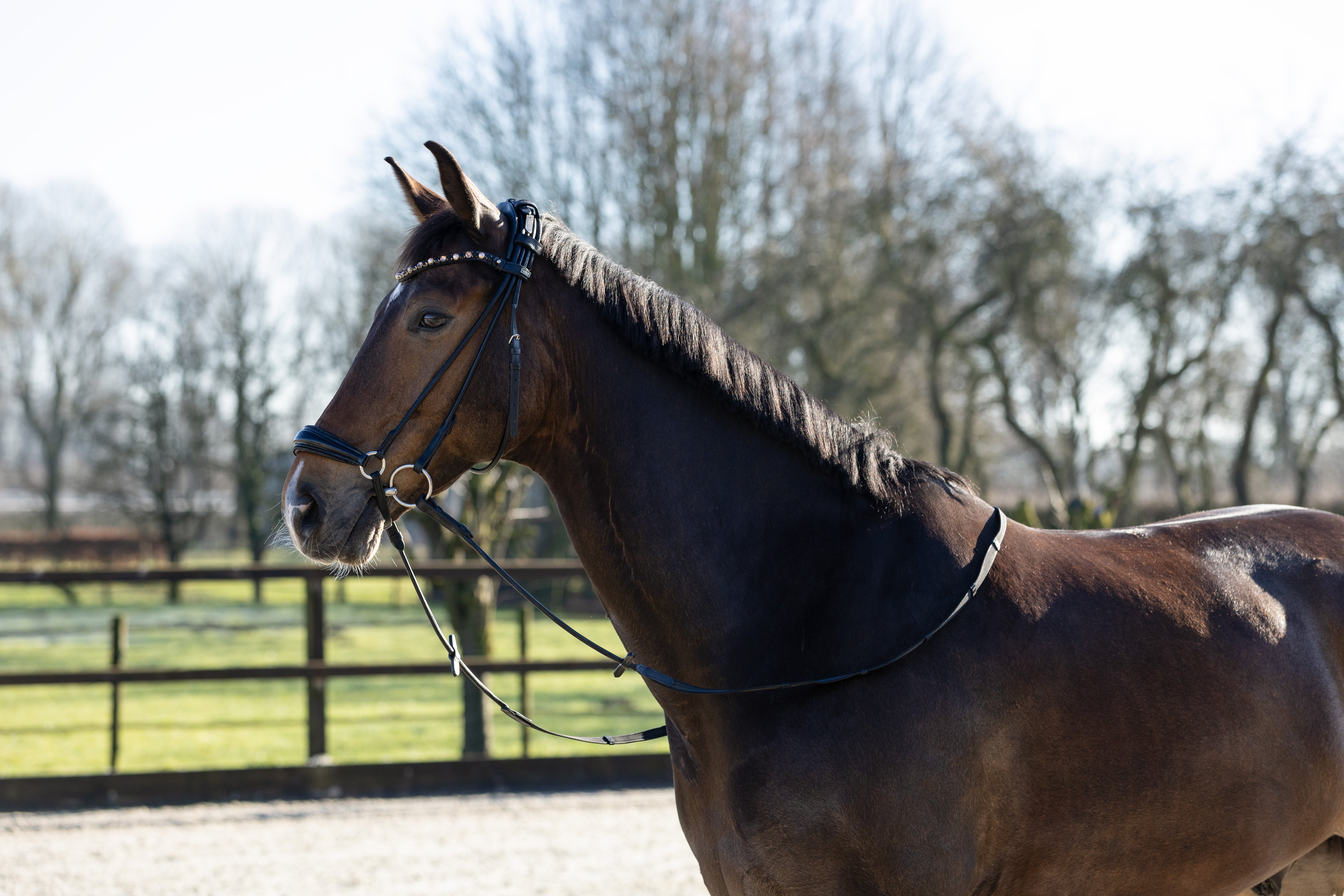 hoofdstel lage neusriem glitter