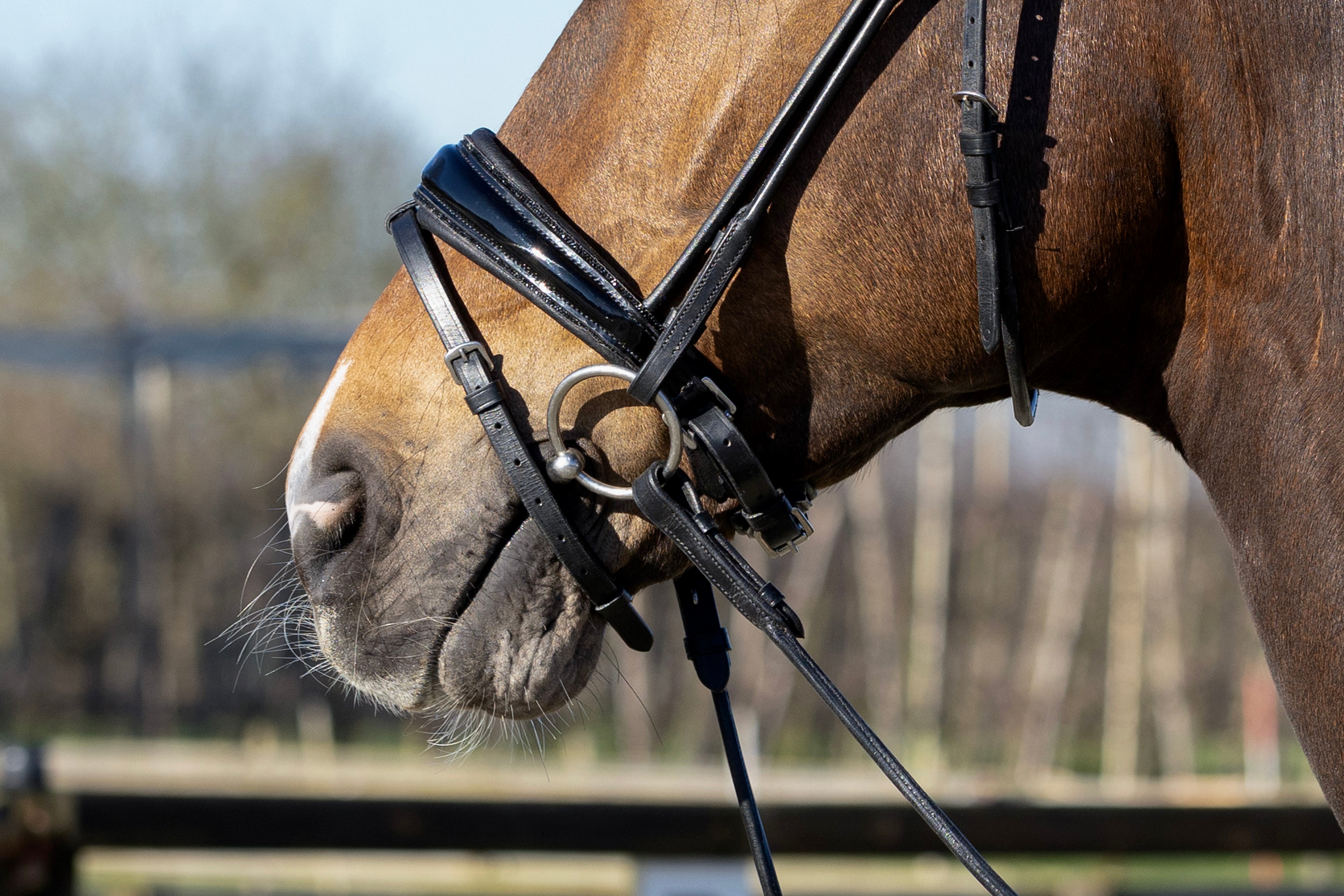 zwart hoofdstel met glitters