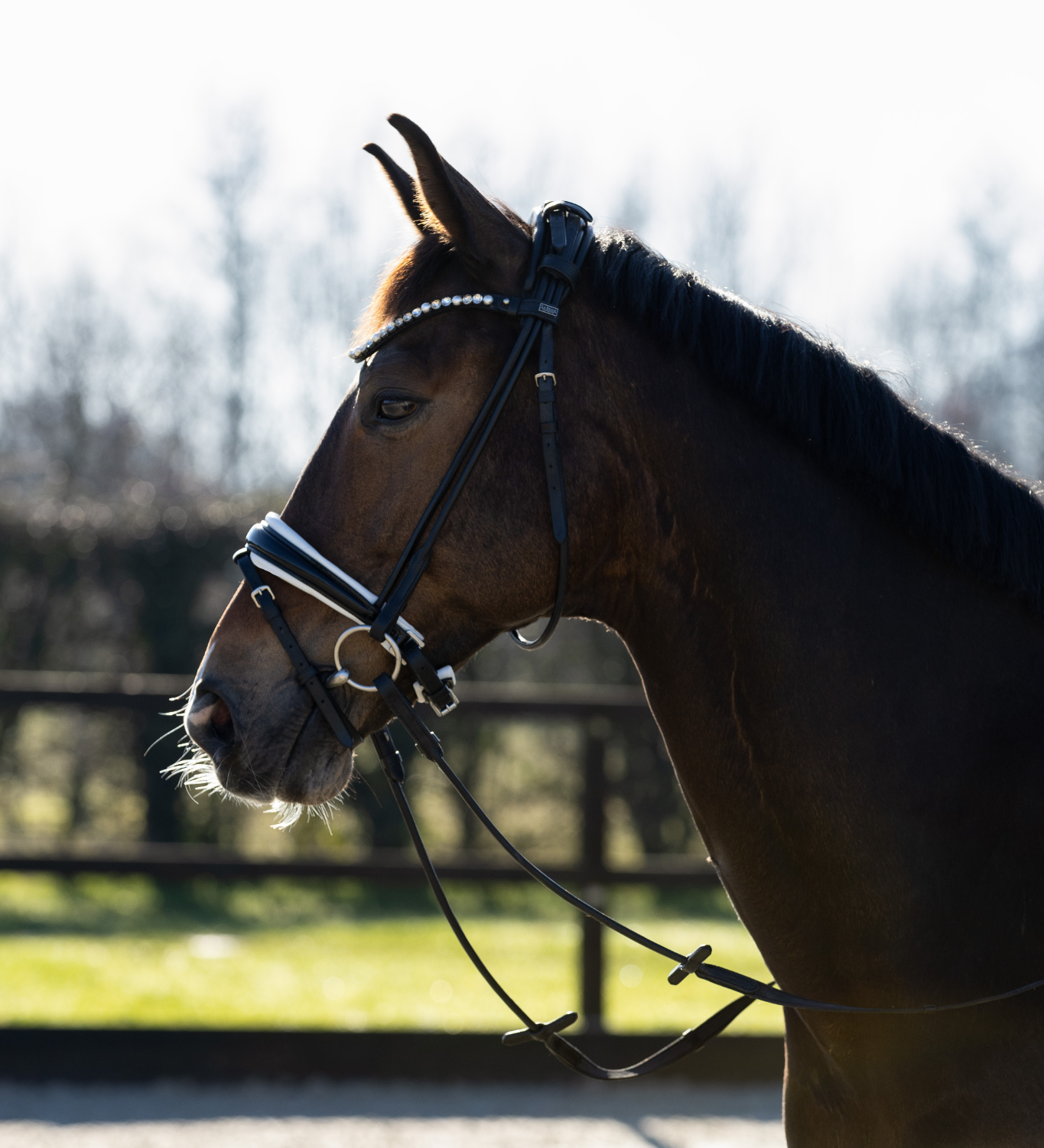 hoofdstel zwart met wit