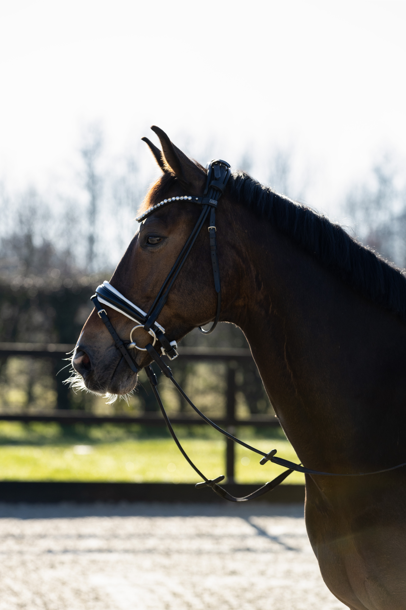 hoofdstel zwart met wit