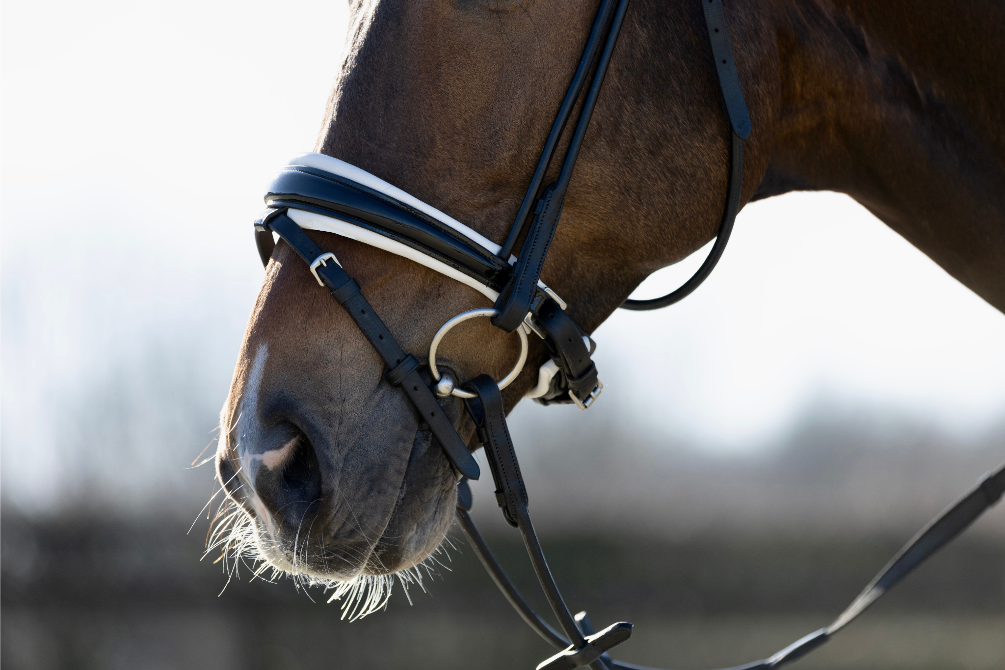 hoofdstel zwart met wit