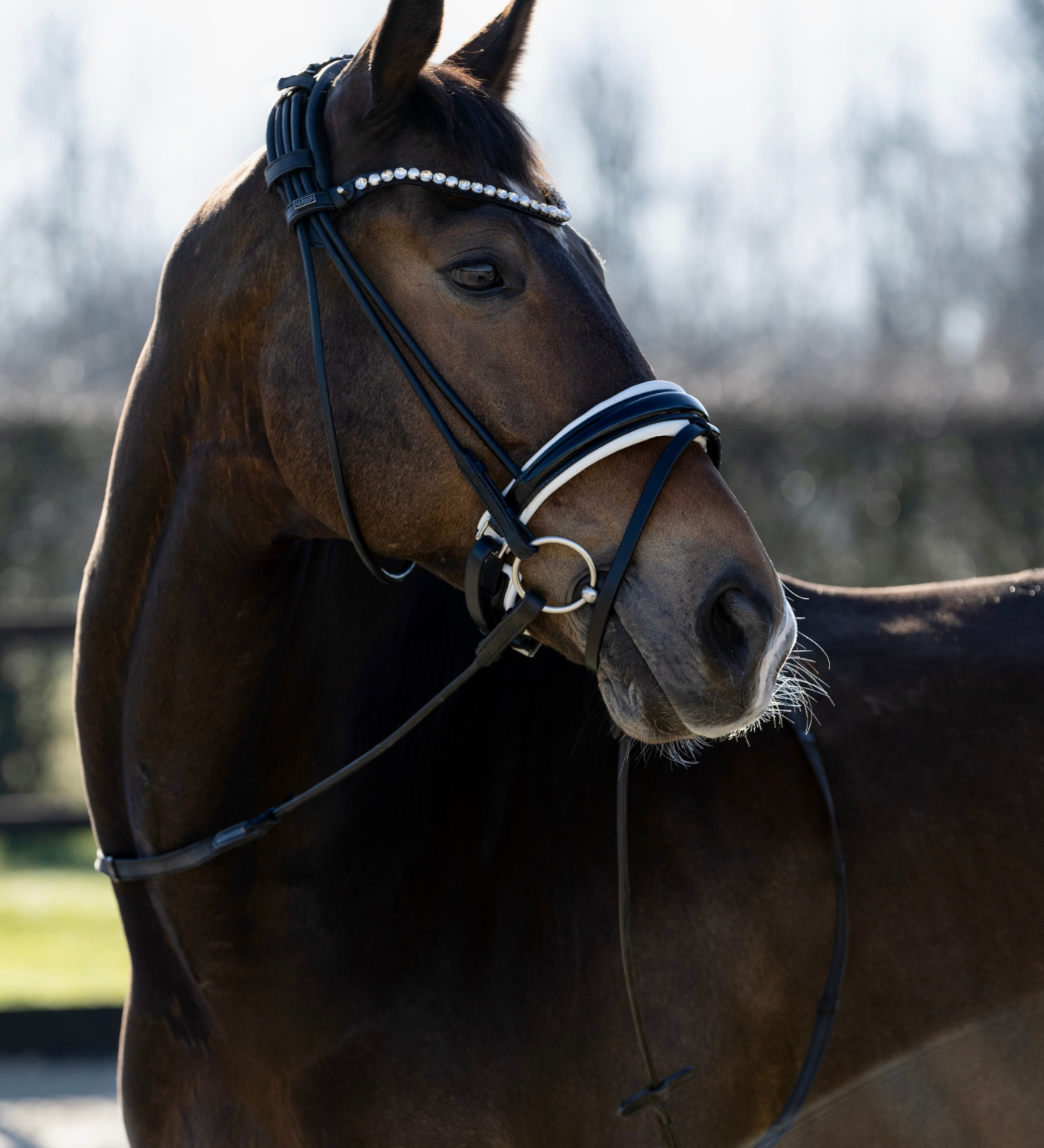 hoofdstel zwart met wit
